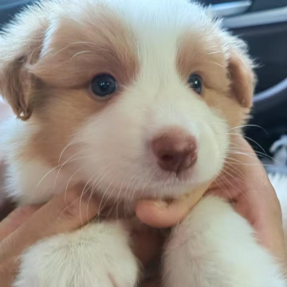 背了也许墨得出来