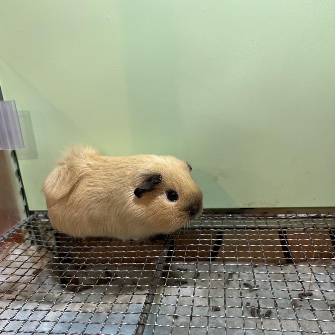 吃蔬菜的猪直播号