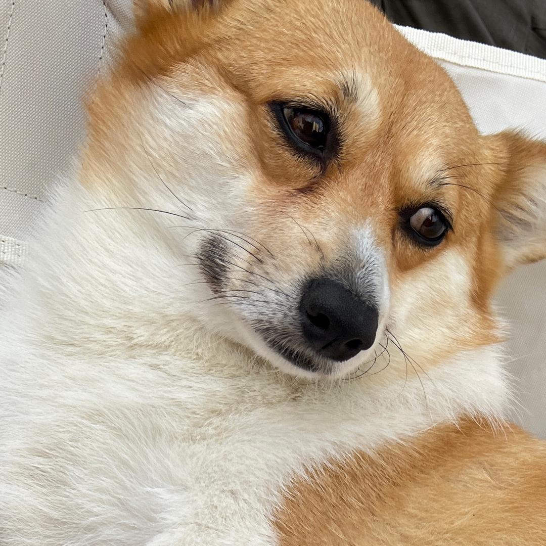 复古老床单