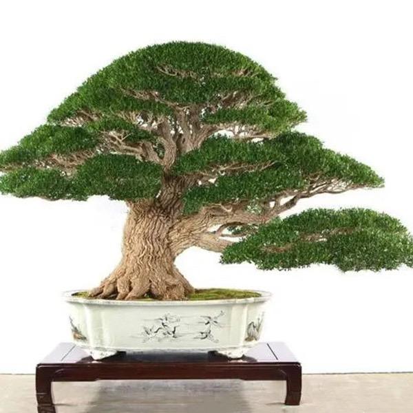 黄杨先生