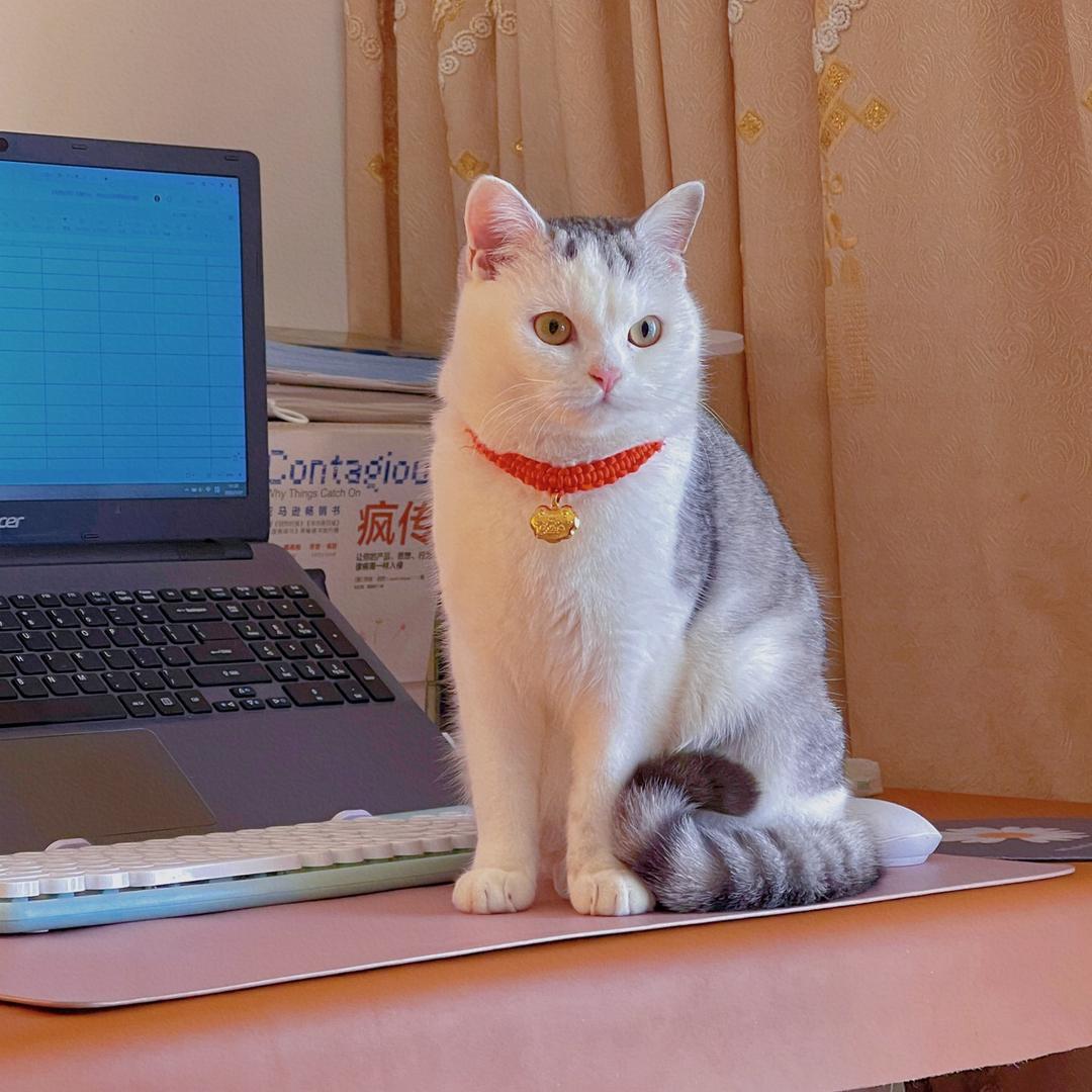 琦琦的猫咪小院