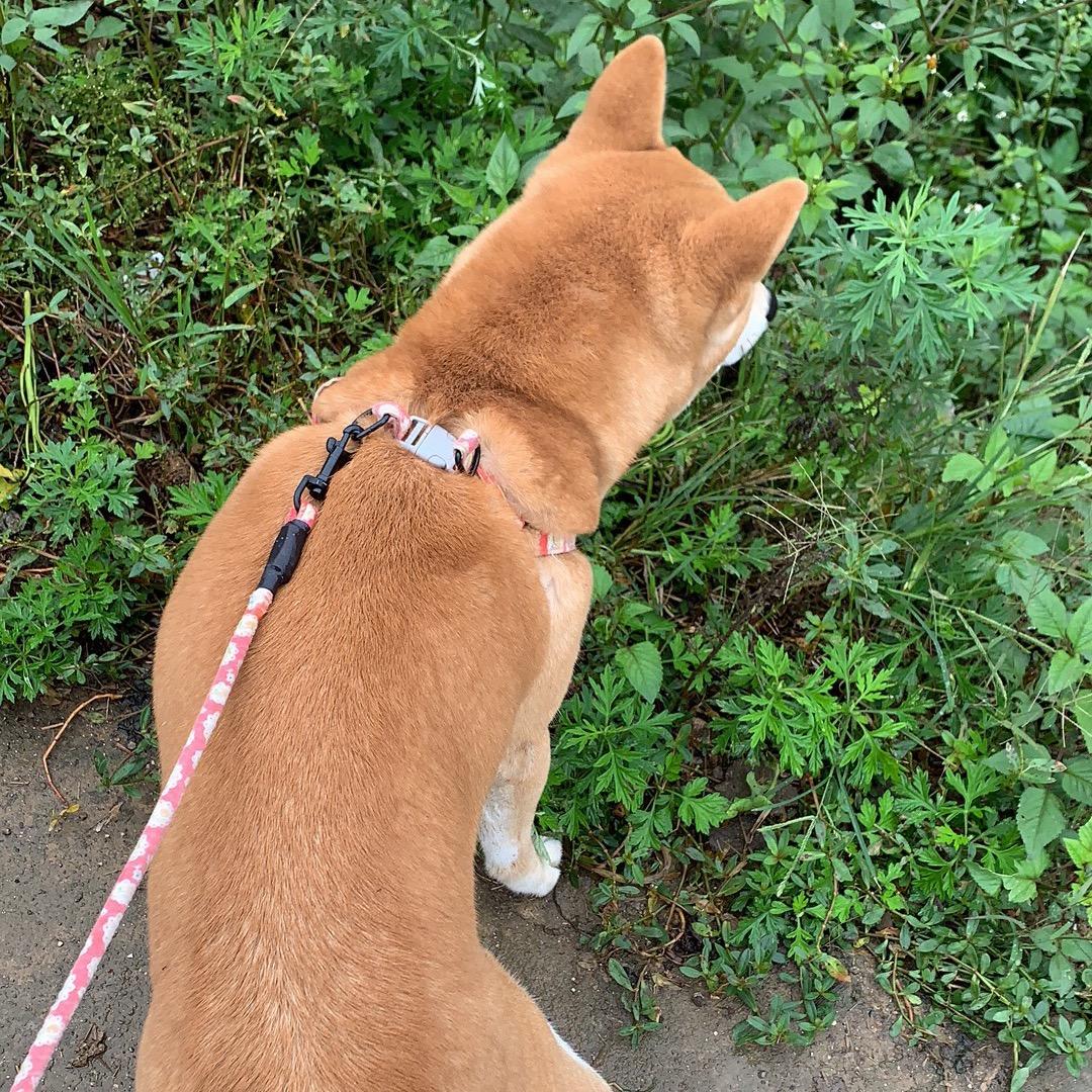 一盏