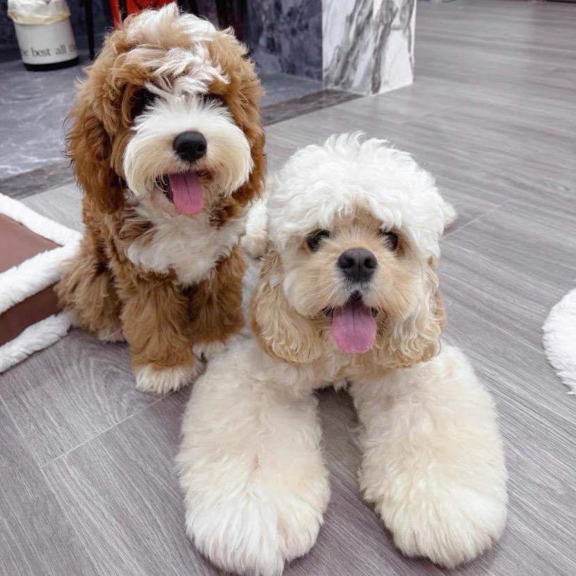 它的国🐶