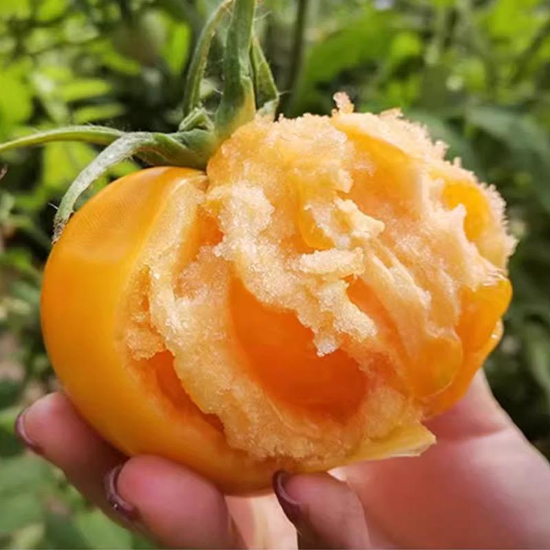 内蒙五原黄柿子