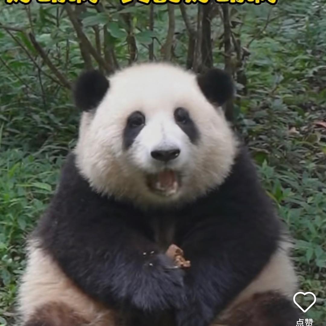 秋水伊人头像