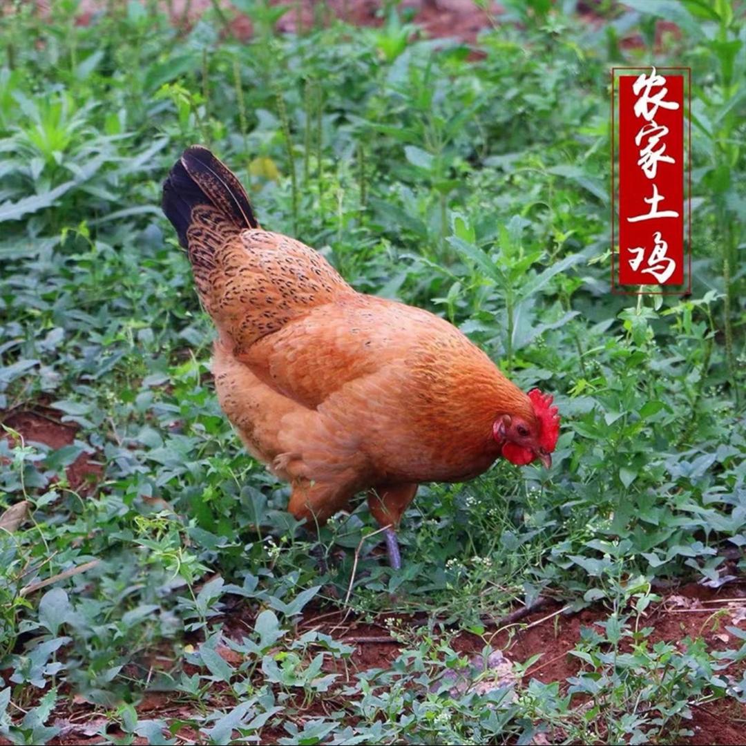 小张自家散养土鸡