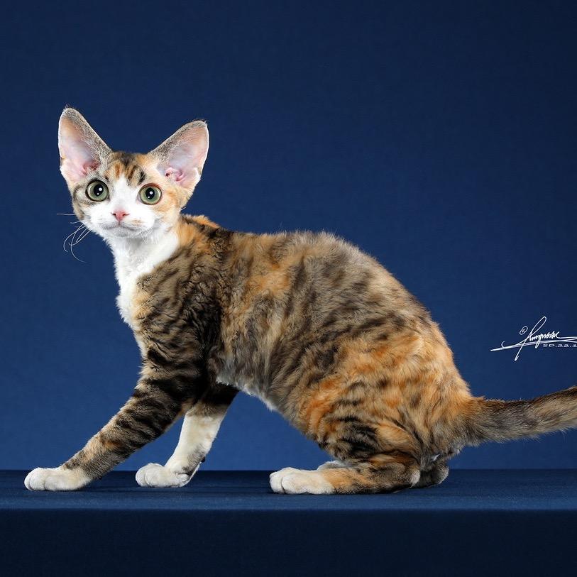 青岛告白德文卷毛猫