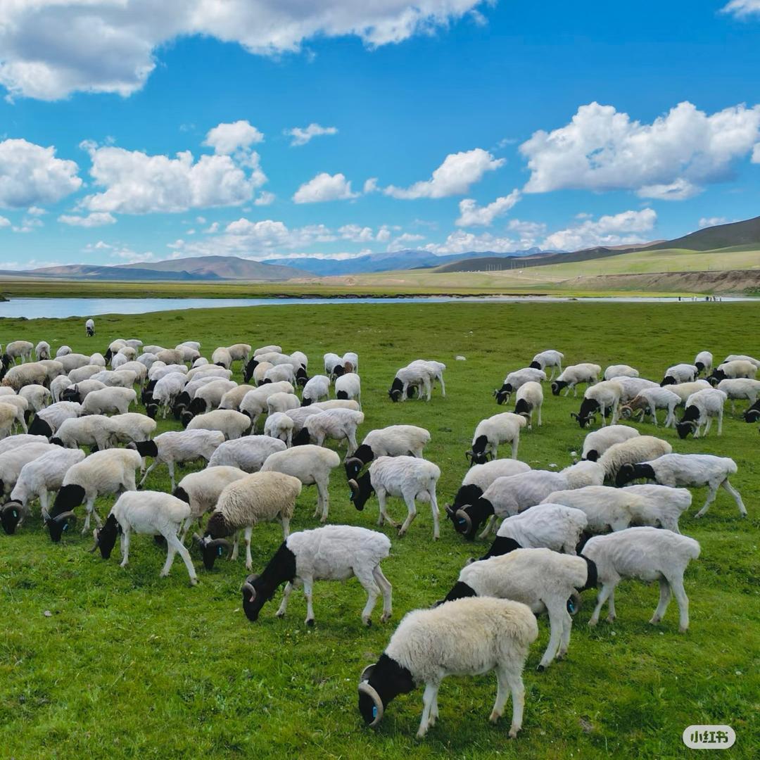聚诚大型羊仔养殖基地