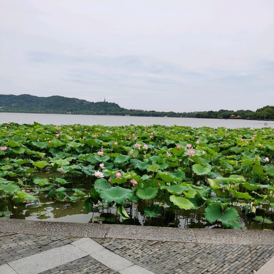小龙