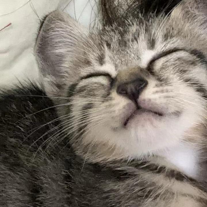 ʰᵉˡˡᵒ𝙠𝙞𝙩𝙩𝙮.