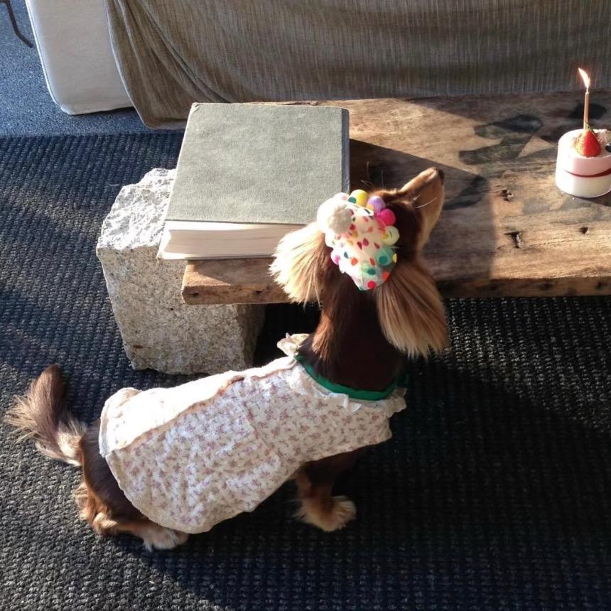 葫芦岛阿迪达斯奶黄包