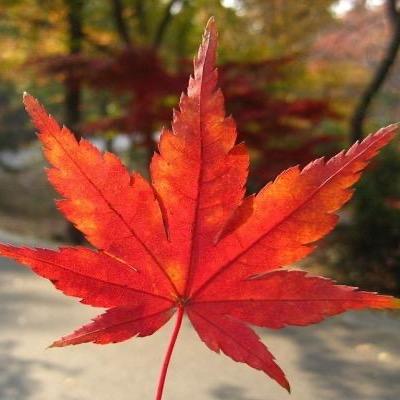 木子🍁