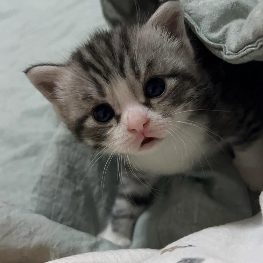 桐桐家的猫