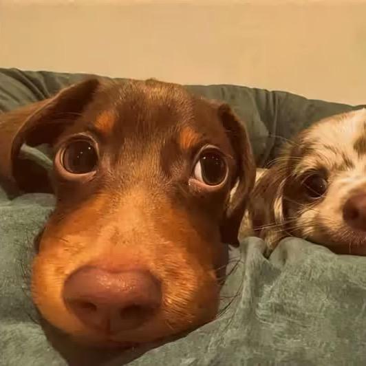 龙妹儿🧚‍♀️