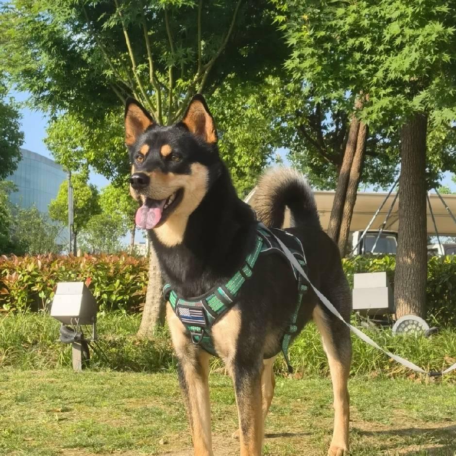老表中华田园犬