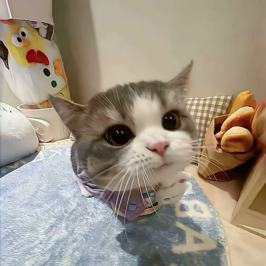 sshelly