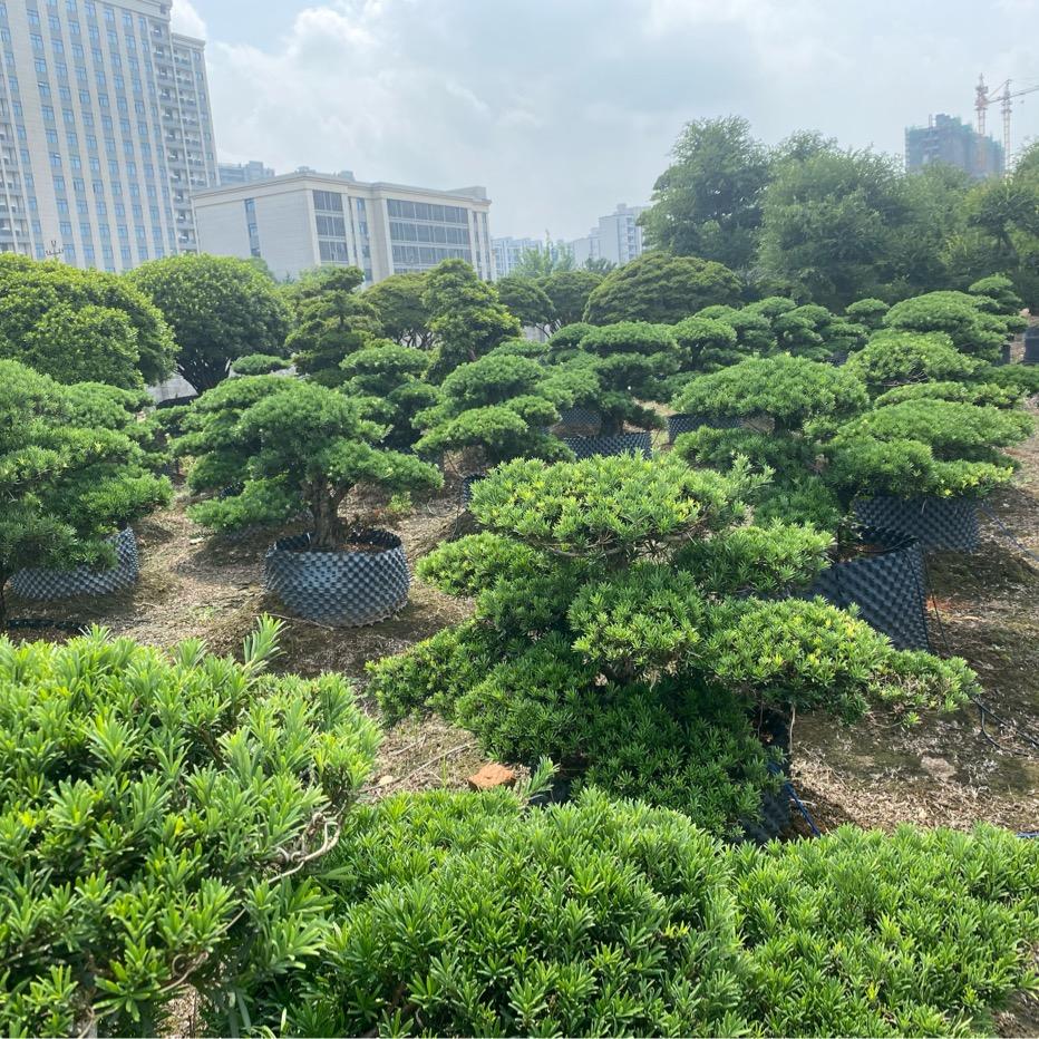 岜人松石园