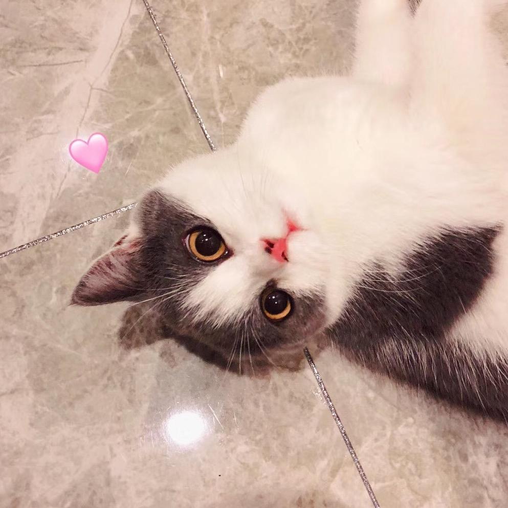 土肥圆是只猫