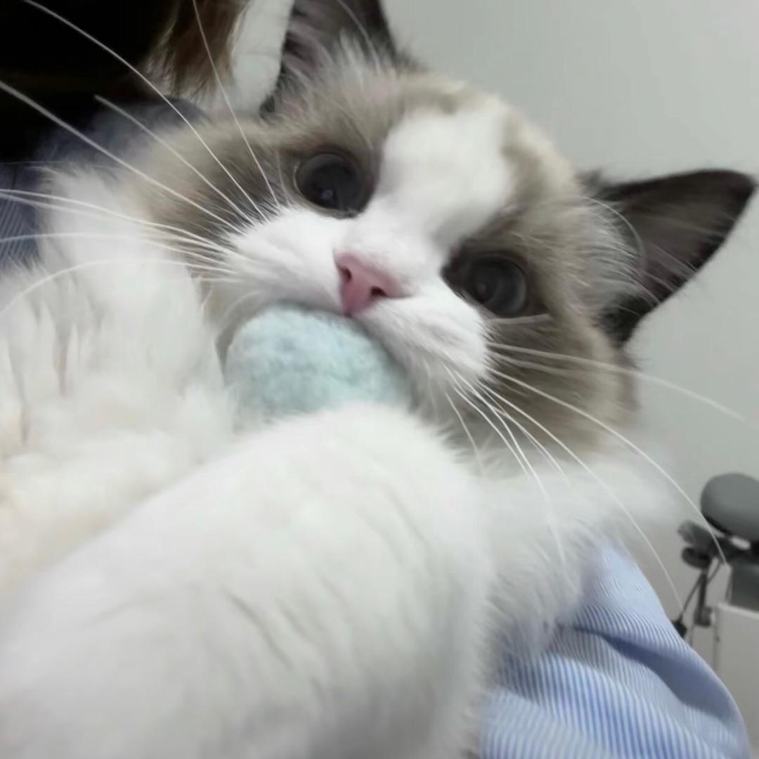 蓮🐋