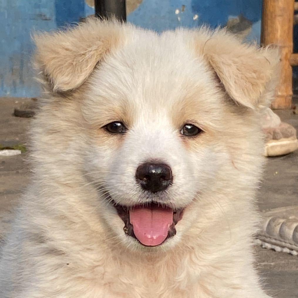 草莓熊没有草莓