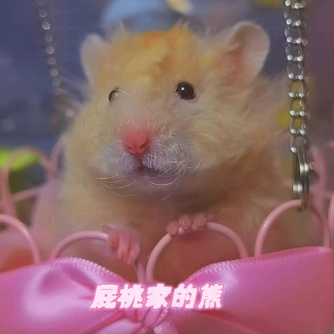 屁桃家的熊