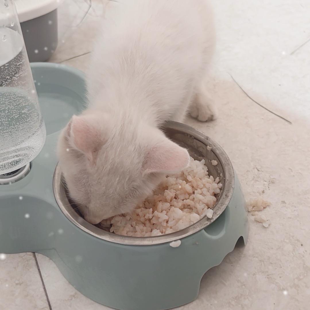 汉堡小常猫咪日常