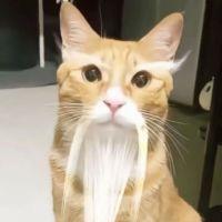 猫仙人