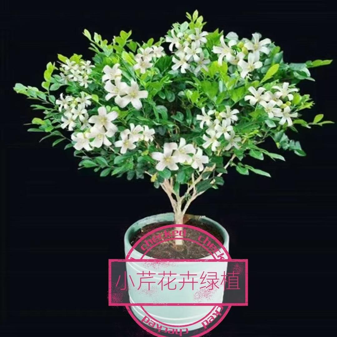 小小芹花卉园艺