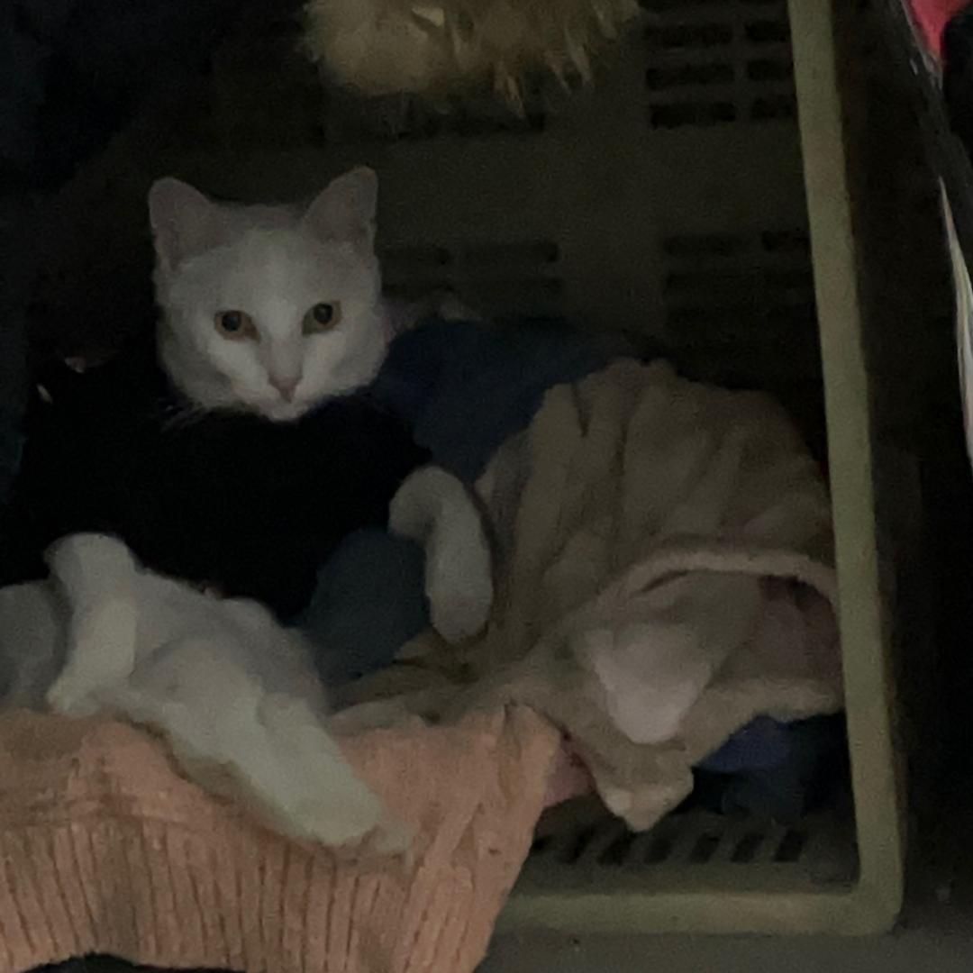 小林爱钓鱼（新手）