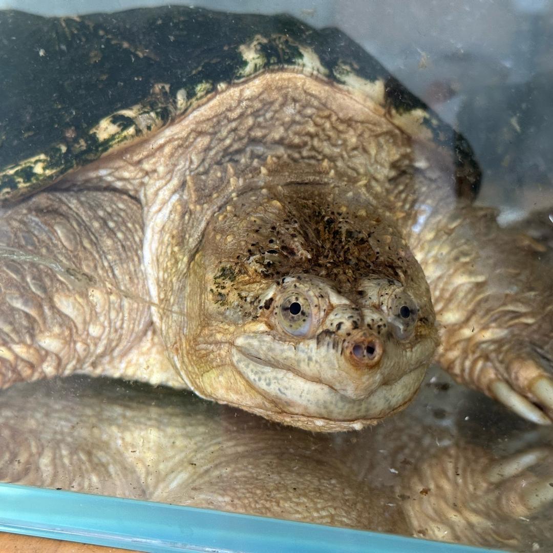 吴鳄意