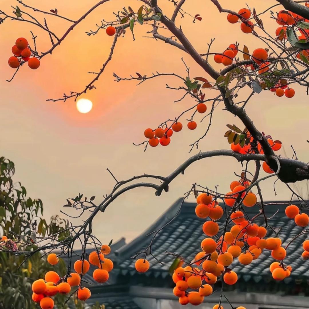 雀森泽鸿果树苗木专卖店