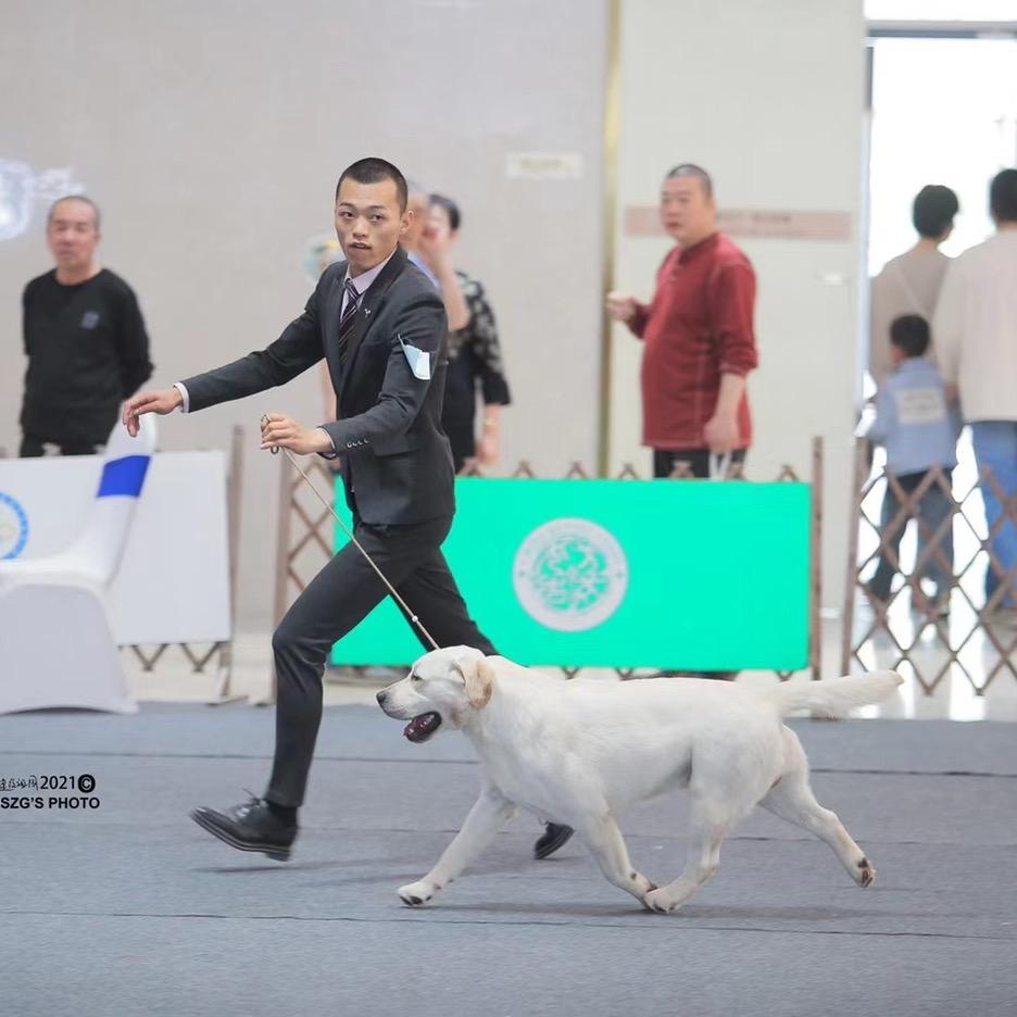 赵庄园拉布拉多犬舍