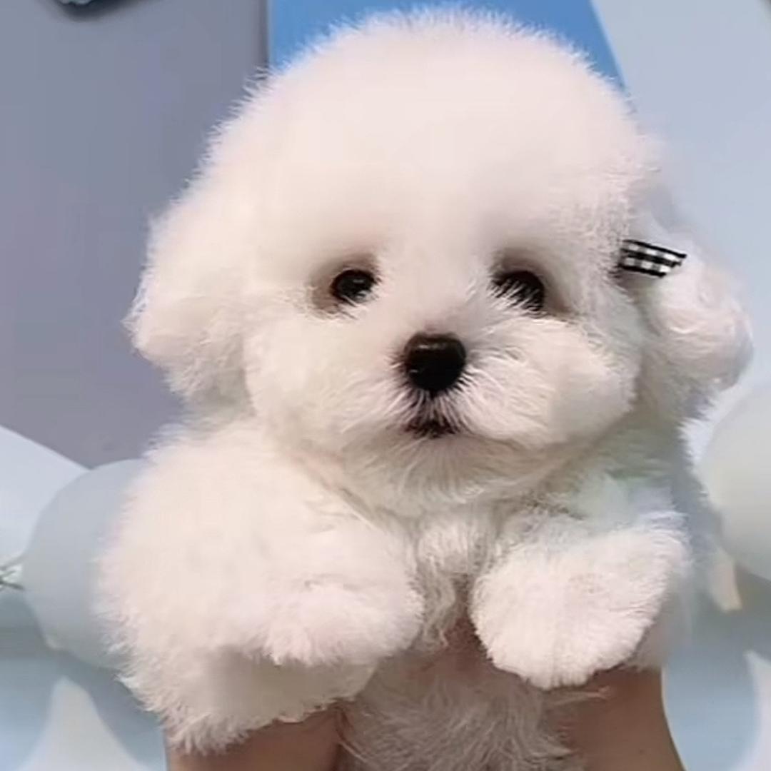 敏琪家的比熊雪纳瑞马尔济斯