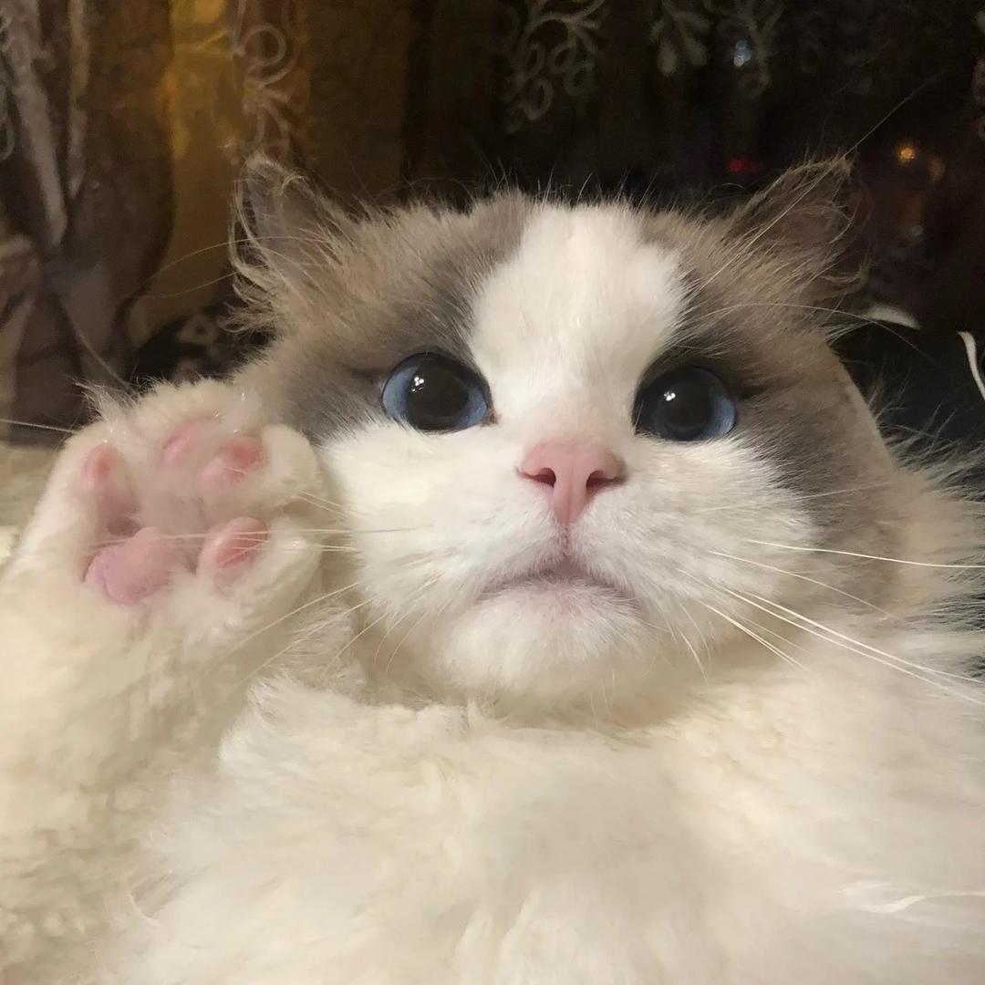 🐱欢宠家毛孩子