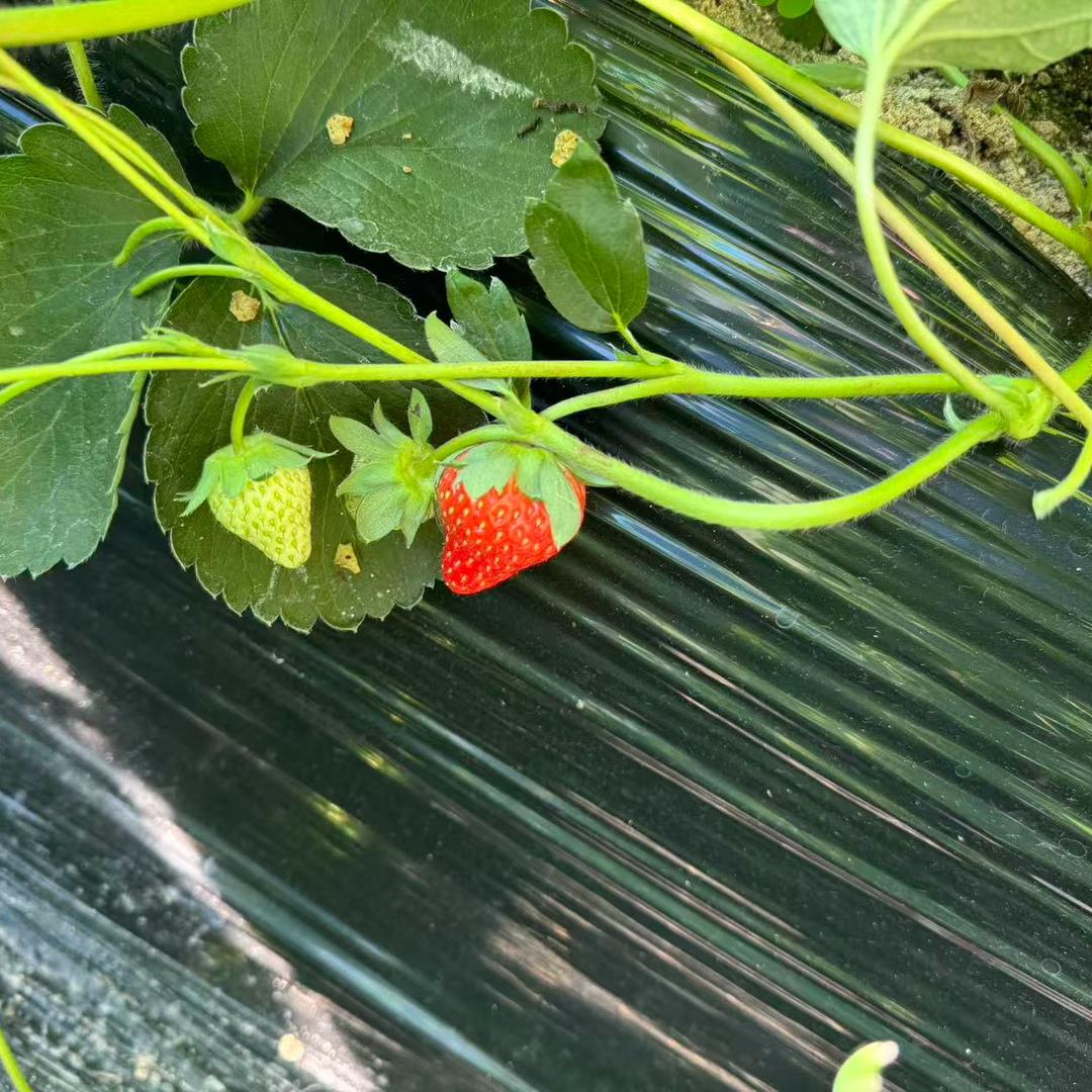 草莓哥🍓