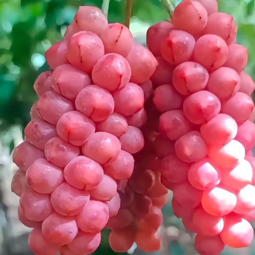 ⛰️深山五味⛰️