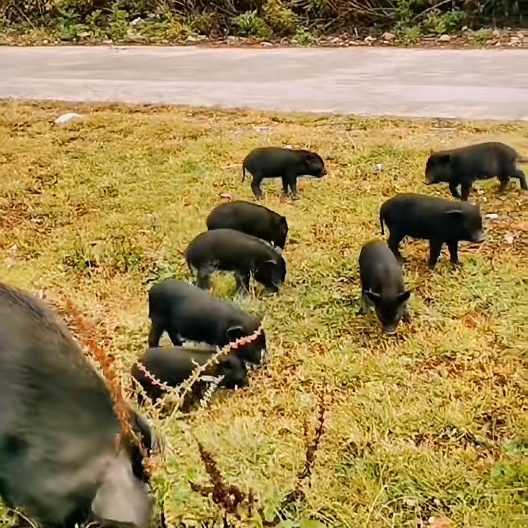 一口香藏香猪零售店