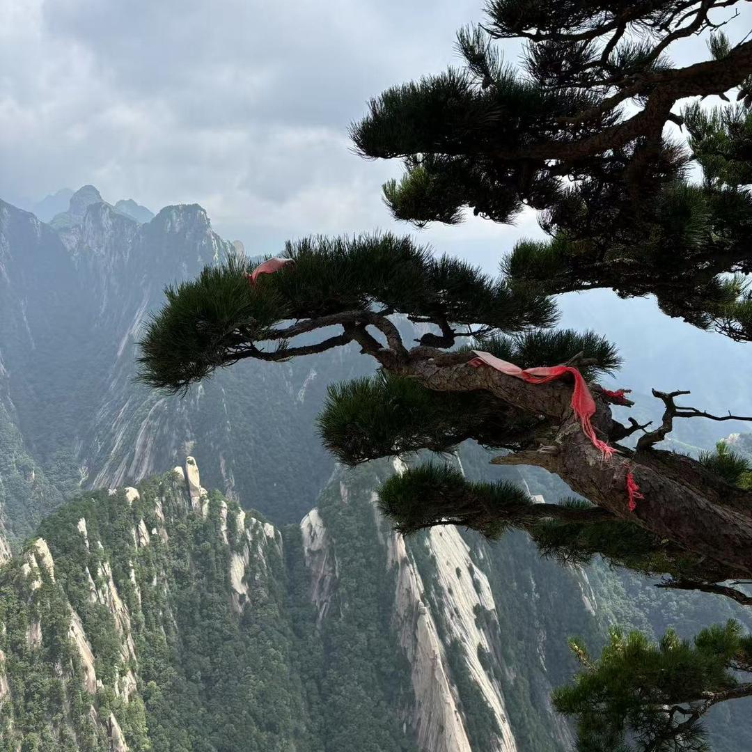 卧龙凤雏小王子