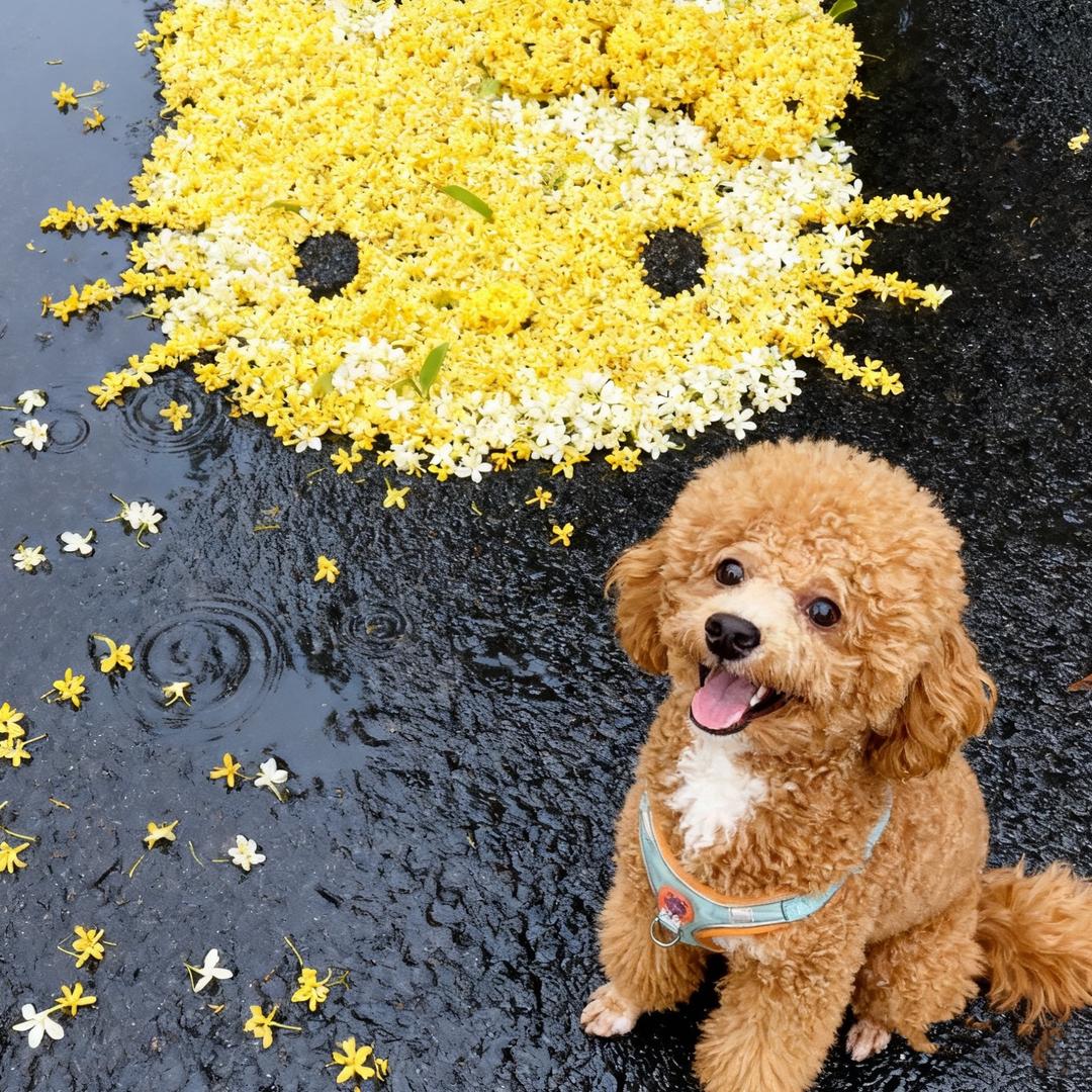 Su_