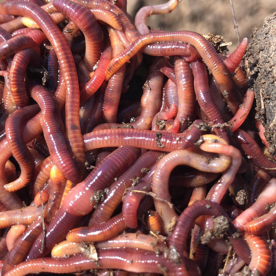 钓鱼蚯蚓蛆虫饵料