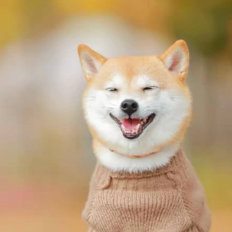 八戒与狗
