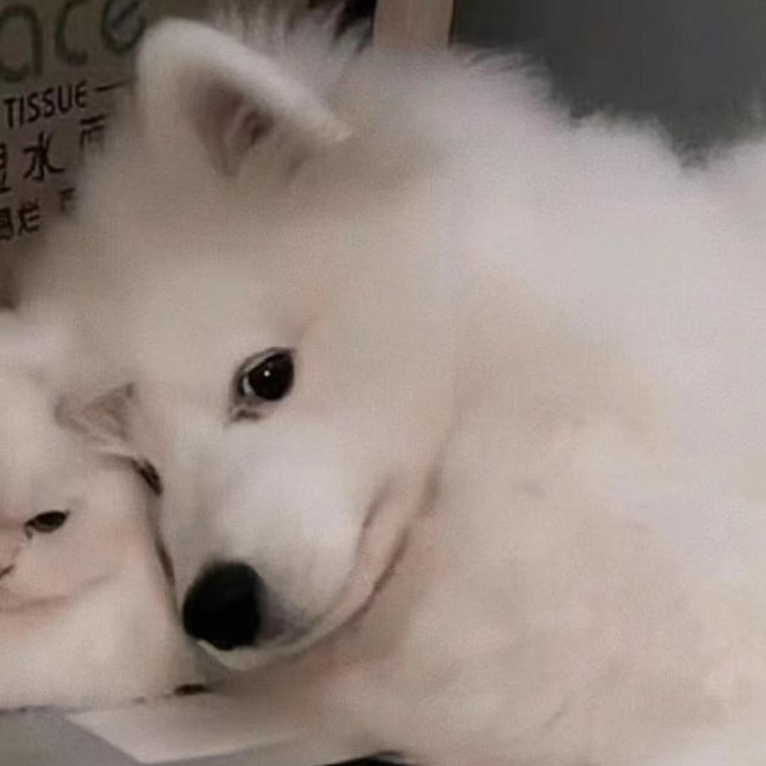 大懒.