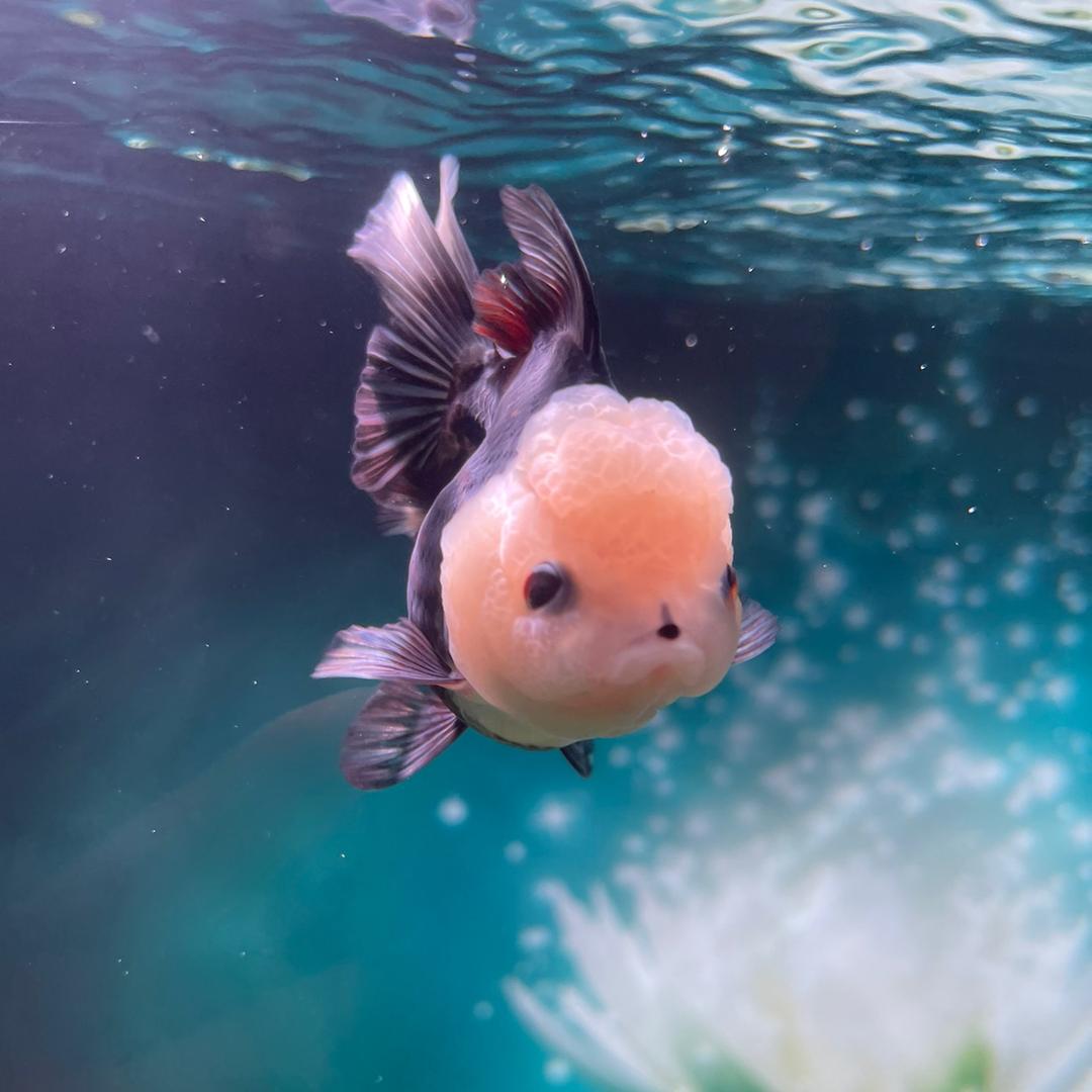 鱼你相伴（店铺号）