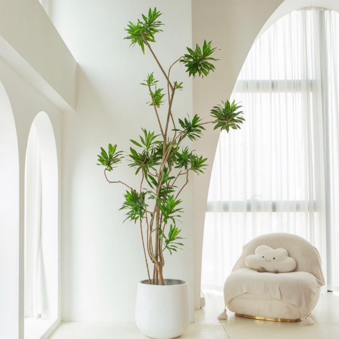 植家觅植-积水凤梨