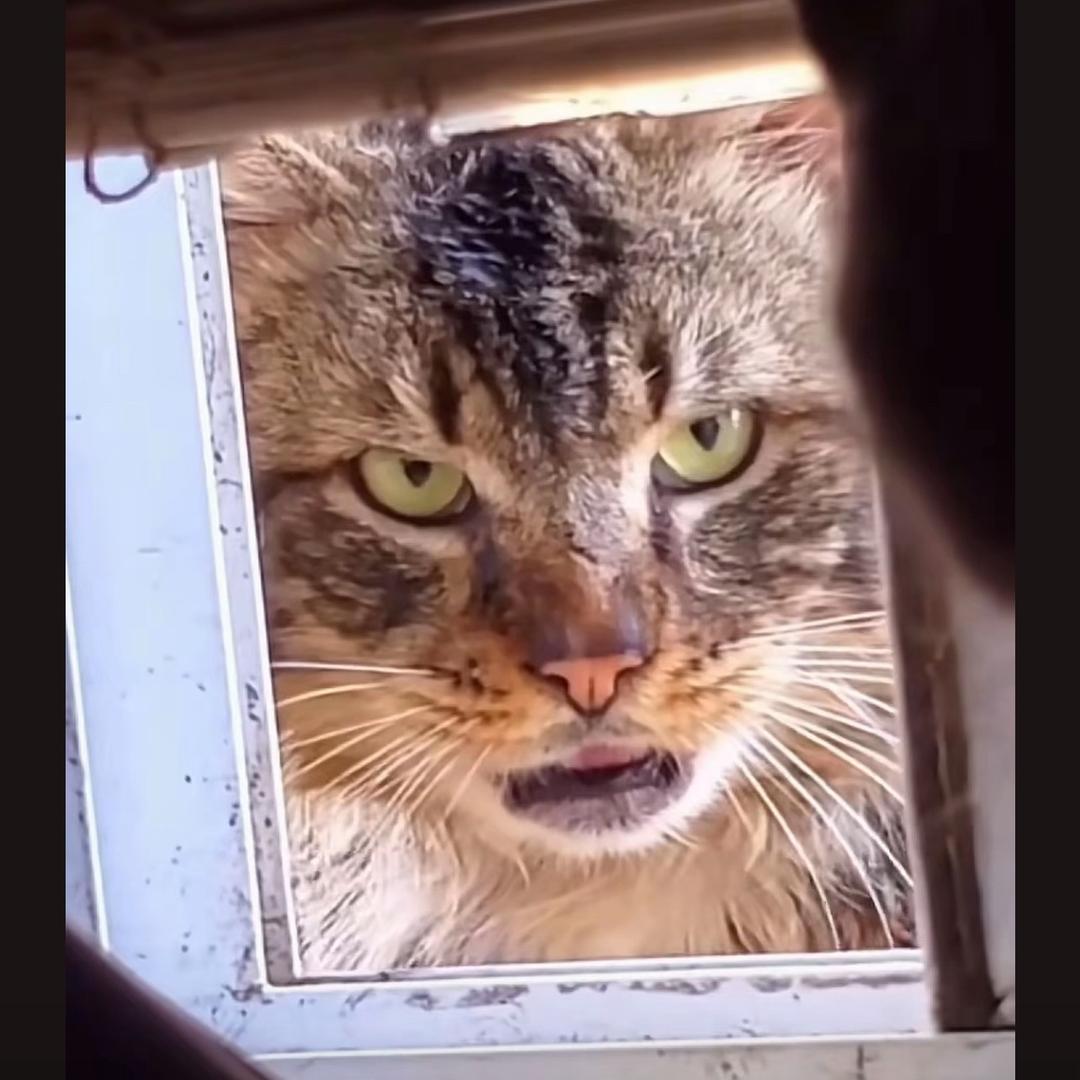 咕咕咕