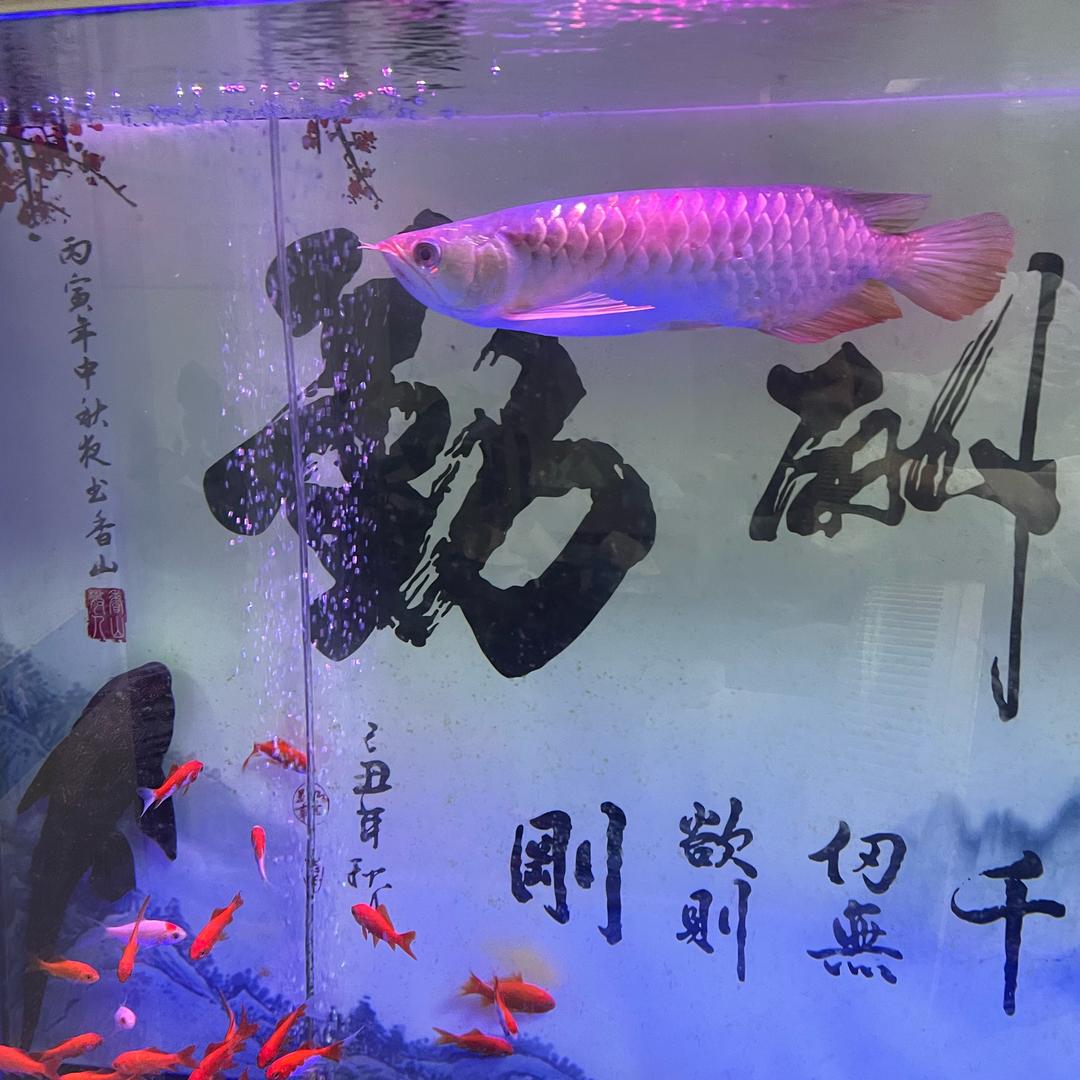卓越 代步车