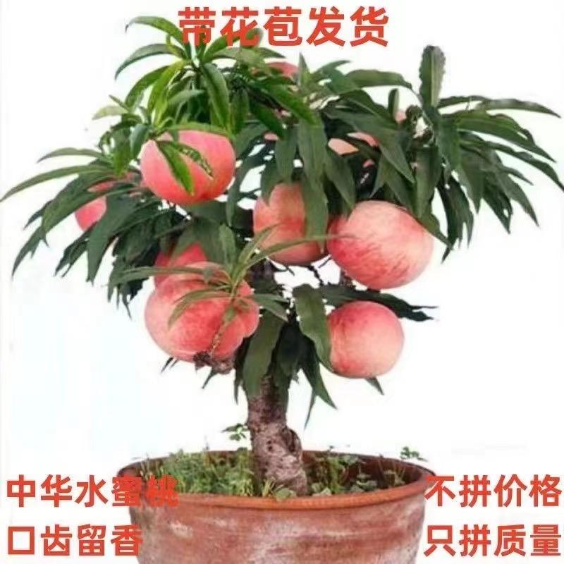 萌阳果树苗木专营店