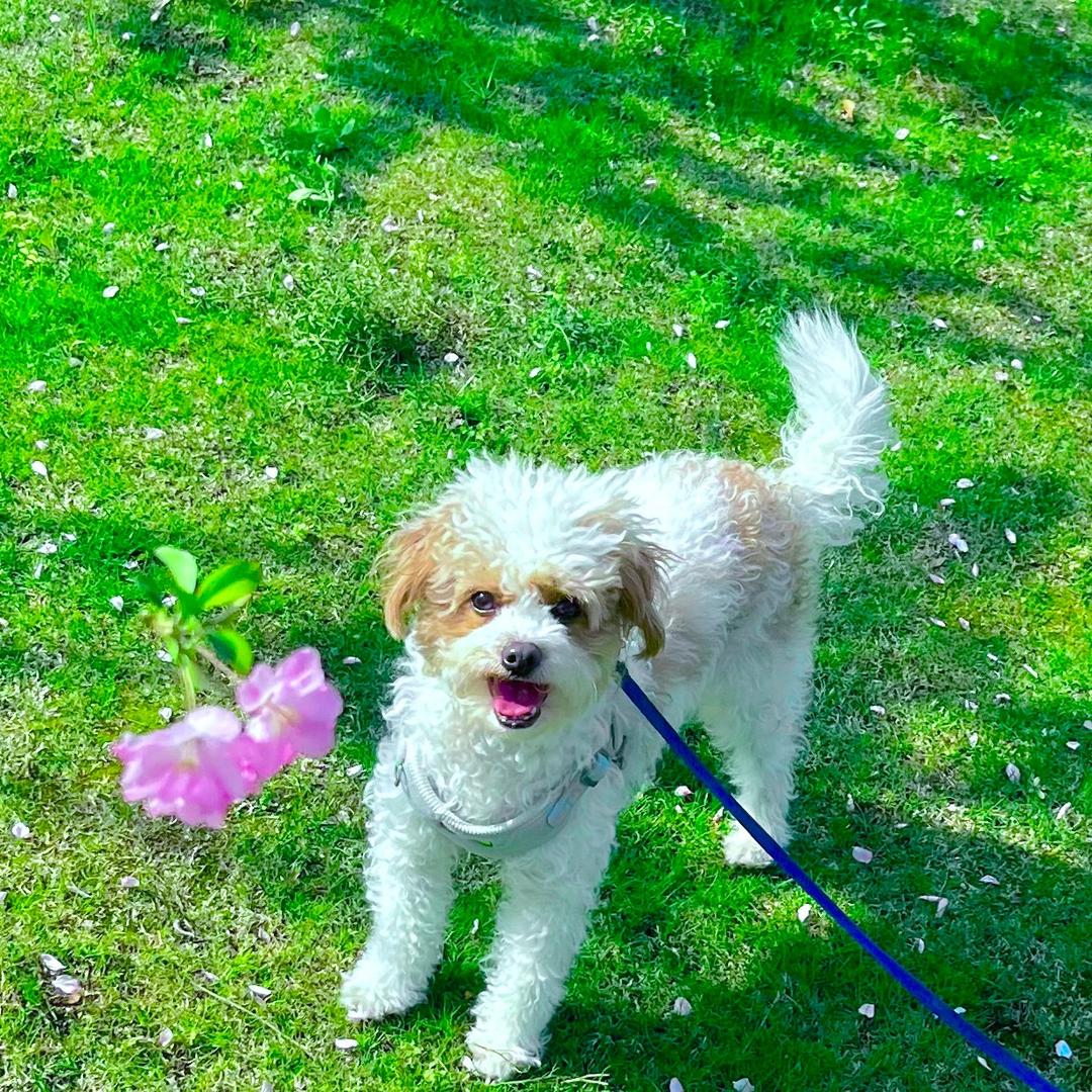 Kiko
