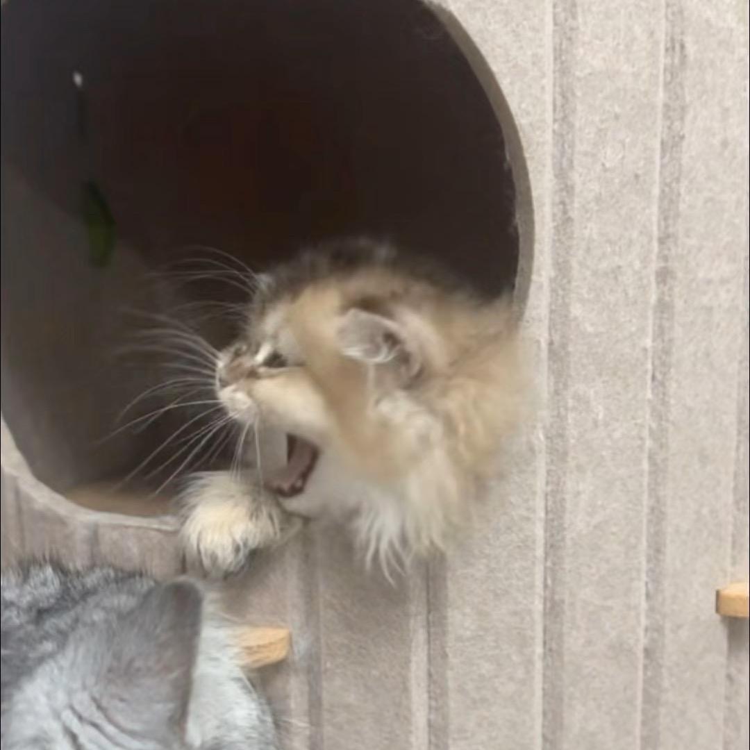 美美是个小哭包🍪