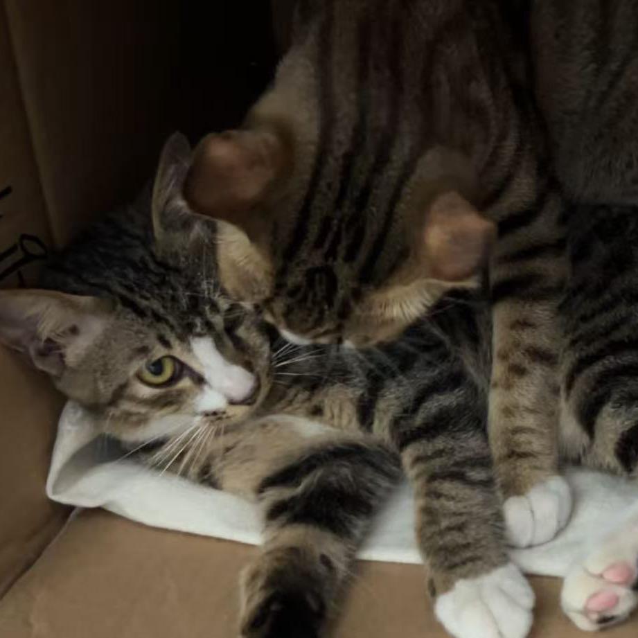 猫哥猫弟日常